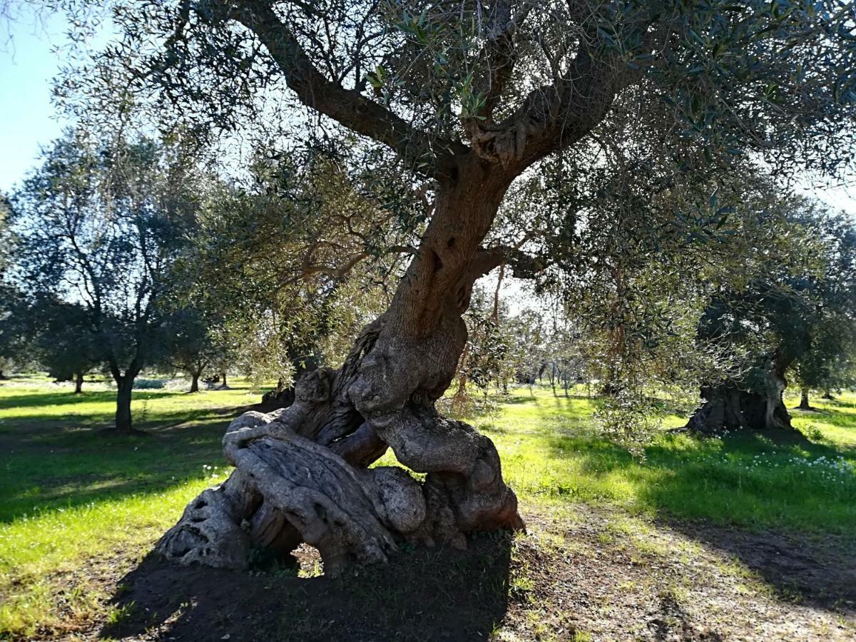 Trullo Alessandro E Villa Raffaela San Vito dei Normanni Ngoại thất bức ảnh